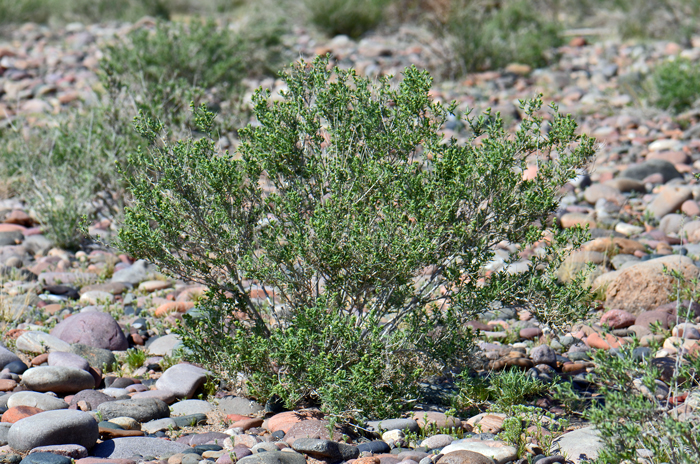 Hollyleaf Bursage is a perennial shrub or sub-shrub that grows up to 4 feet or more. Hollyleaf Bursage is a Mojave Desert species, locally common in Arizona with a similar distribution to White Bursage Ambrosia dumosa a close relative that is also a Mojave Desert species. Ambrosia eriocentra 